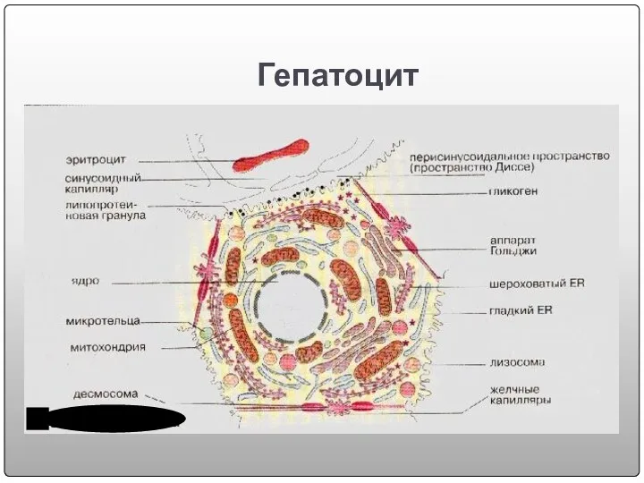 Гепатоцит