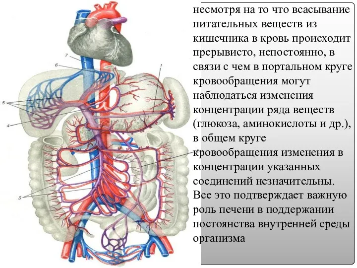 несмотря на то что всасывание питательных веществ из кишечника в кровь происходит прерывисто,