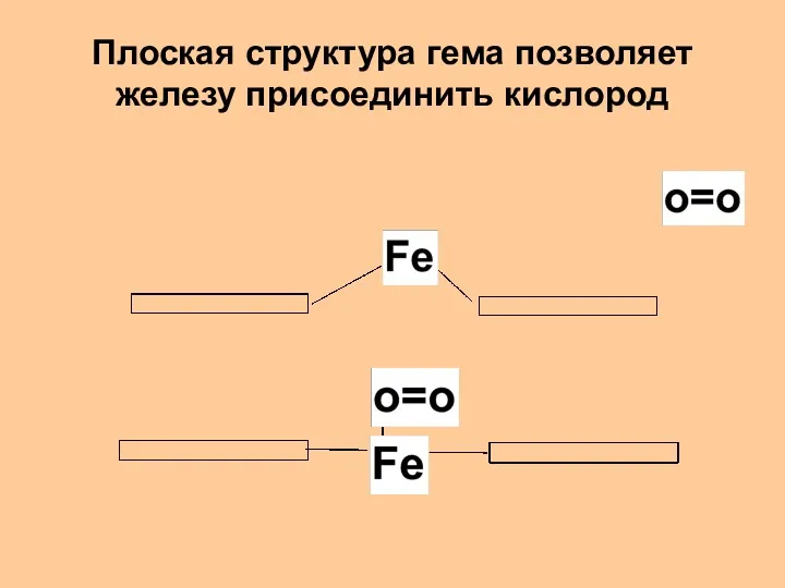 Плоская структура гема позволяет железу присоединить кислород