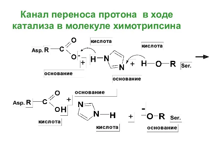 Канал переноса протона в ходе катализа в молекуле химотрипсина