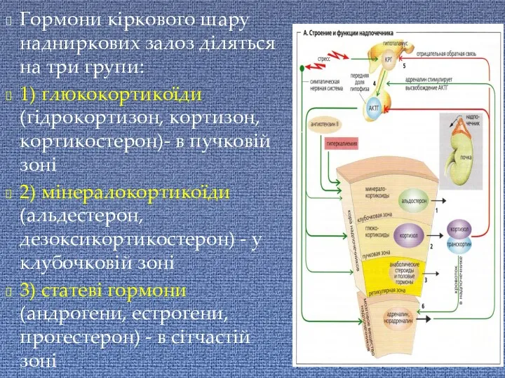 Гормони кіркового шару надниркових залоз діляться на три групи: 1)