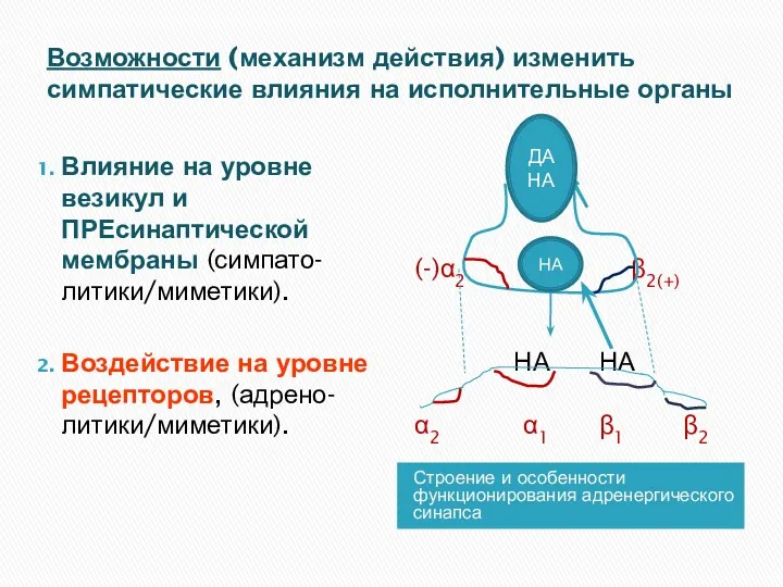 Возможности (механизм действия) изменить симпатические влияния на исполнительные органы Строение