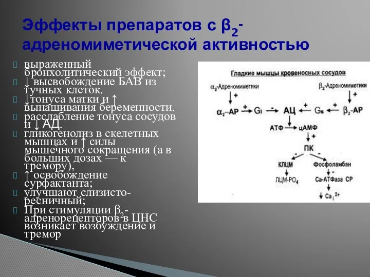 выраженный бронхолитический эффект; ↓ высвобождение БАВ из тучных клеток. ↓тонуса