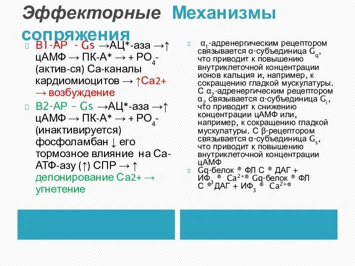 Эффекторные Механизмы сопряжения Β1-АР - Gs →АЦ*-аза →↑ цАМФ →