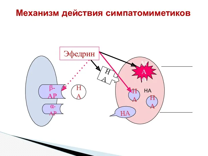 НАн Механизм действия симпатомиметиков НА МАО НА НА β-АР НА НА Эфедрин НА α-АР