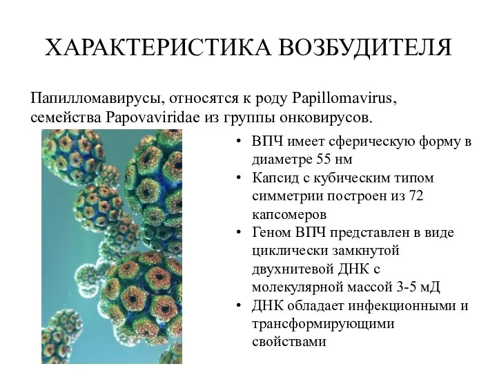 ХАРАКТЕРИСТИКА ВОЗБУДИТЕЛЯ Папилломавирусы, относятся к роду Papillomavirus, семейства Papovaviridae из