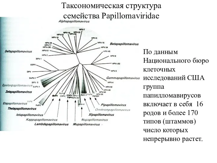 По данным Национального бюро клеточных исследований США группа папилломавирусов включает