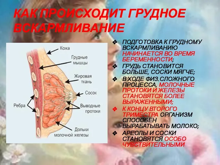 КАК ПРОИСХОДИТ ГРУДНОЕ ВСКАРМЛИВАНИЕ ПОДГОТОВКА К ГРУДНОМУ ВСКАРМЛИВАНИЮ НАЧИНАЕТСЯ ВО