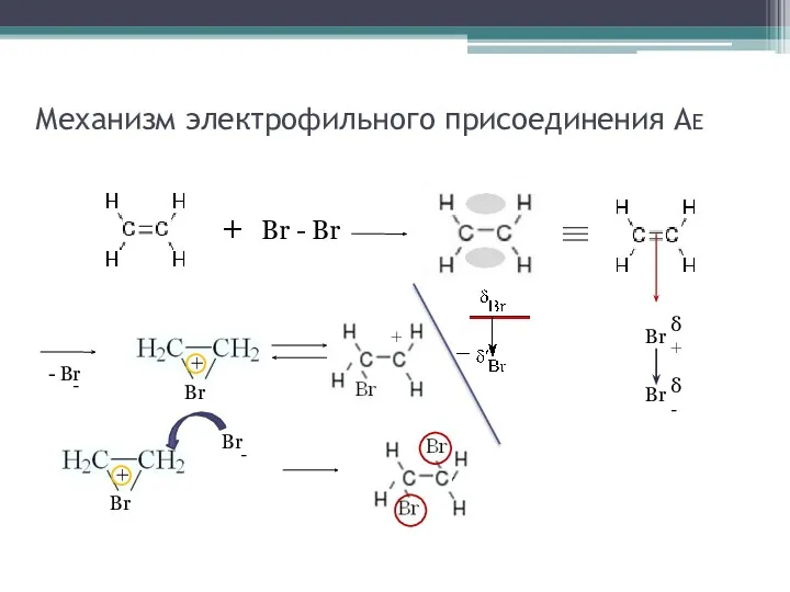 Механизм электрофильного присоединения АE + Br - Br Br δ+ - Br -