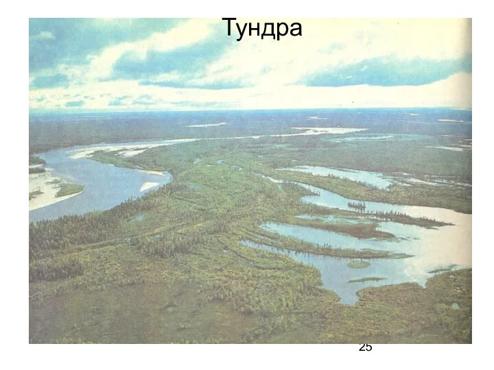 Тундра