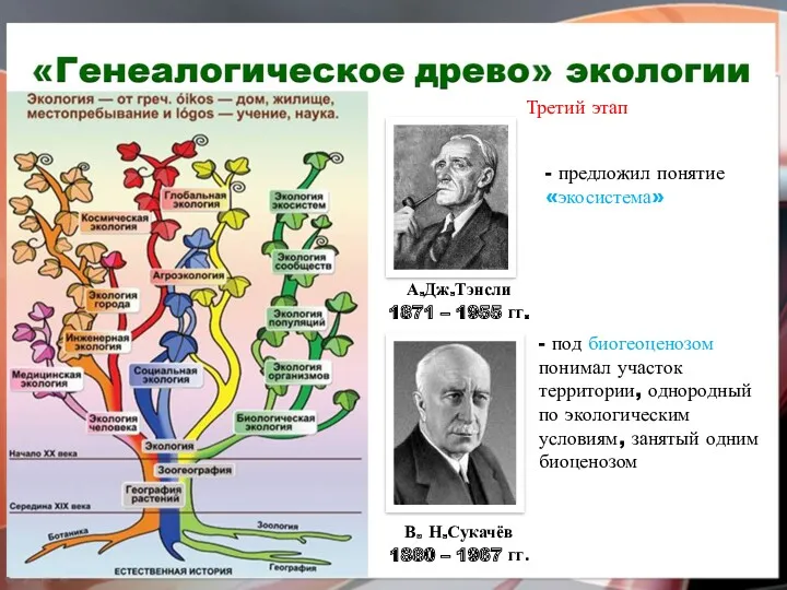 А.Дж.Тэнсли 1871 – 1955 гг. Третий этап - предложил понятие «экосистема» В. Н.Сукачёв