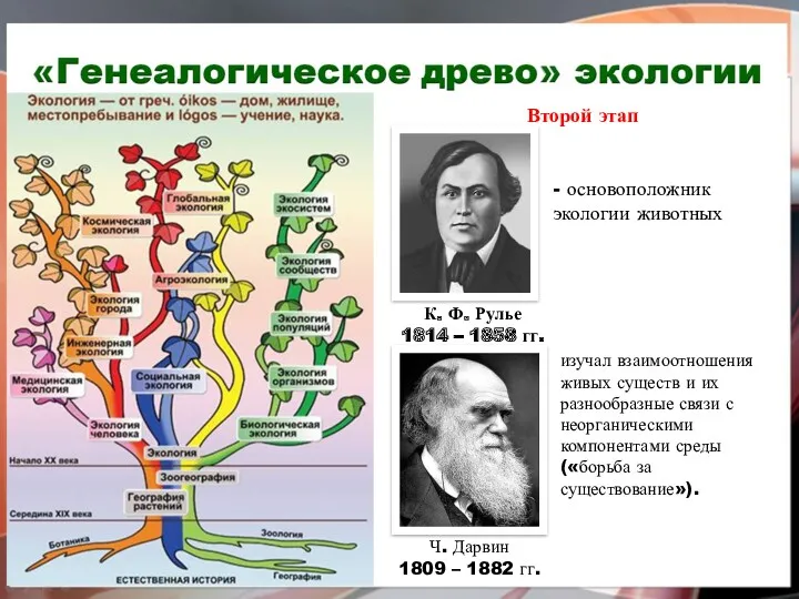 Второй этап К. Ф. Рулье 1814 – 1858 гг. Ч. Дарвин 1809 –