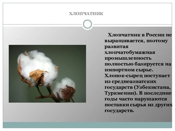 ХЛОПЧАТНИК Хлопчатник в России не выращивается, поэтому развитая хлопчатобумажная промышленность