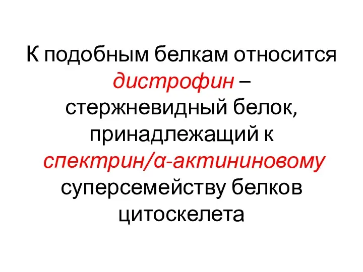 К подобным белкам относится дистрофин – стержневидный белок, принадлежащий к спектрин/α-актининовому суперсемейству белков цитоскелета