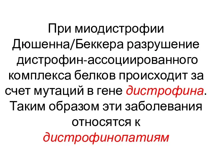 При миодистрофии Дюшенна/Беккера разрушение дистрофин-ассоциированного комплекса белков происходит за счет