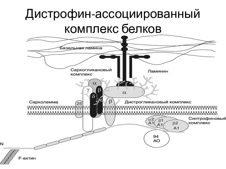 Дистрофин-ассоциированный комплекс белков