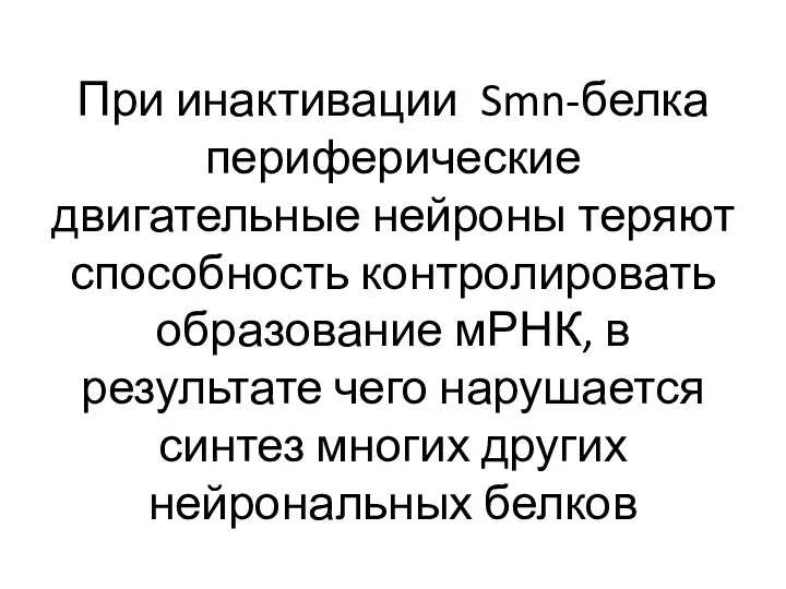 При инактивации Smn-белка периферические двигательные нейроны теряют способность контролировать образование