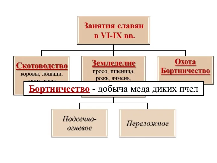 Бортничество - добыча меда диких пчел