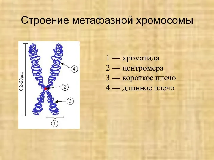 Строение метафазной хромосомы 1 — хроматида 2 — центромера 3 — короткое плечо