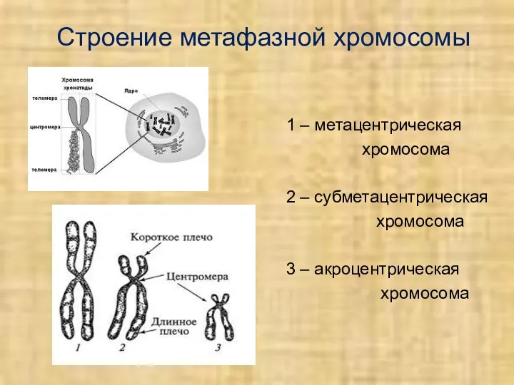Строение метафазной хромосомы 1 – метацентрическая хромосома 2 – субметацентрическая хромосома 3 – акроцентрическая хромосома
