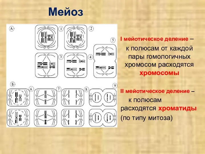 Мейоз I мейотическое деление – к полюсам от каждой пары гомологичных хромосом расходятся