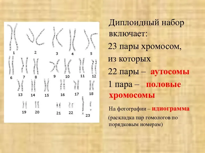 Диплоидный набор включает: 23 пары хромосом, из которых 22 пары