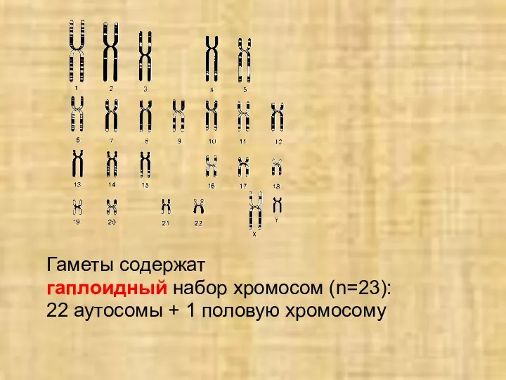 Гаметы содержат гаплоидный набор хромосом (n=23): 22 аутосомы + 1 половую хромосому