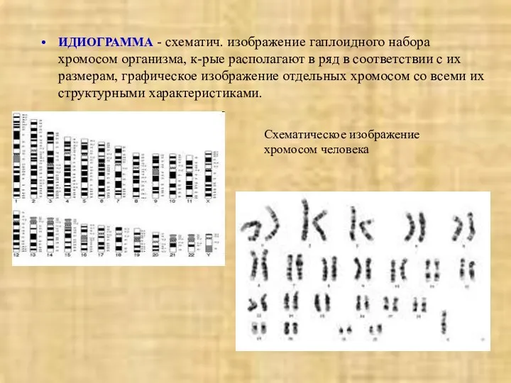 ИДИОГРАММА - схематич. изображение гаплоидного набора хромосом организма, к-рые располагают в ряд в