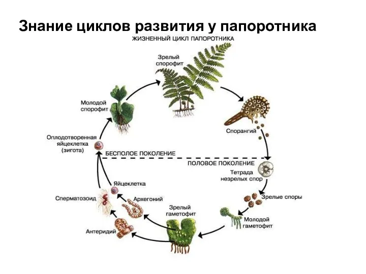 Знание циклов развития у папоротника