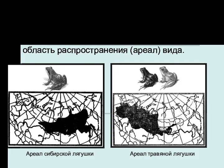 Географический критерий - область распространения (ареал) вида. Ареал сибирской лягушки Ареал травяной лягушки