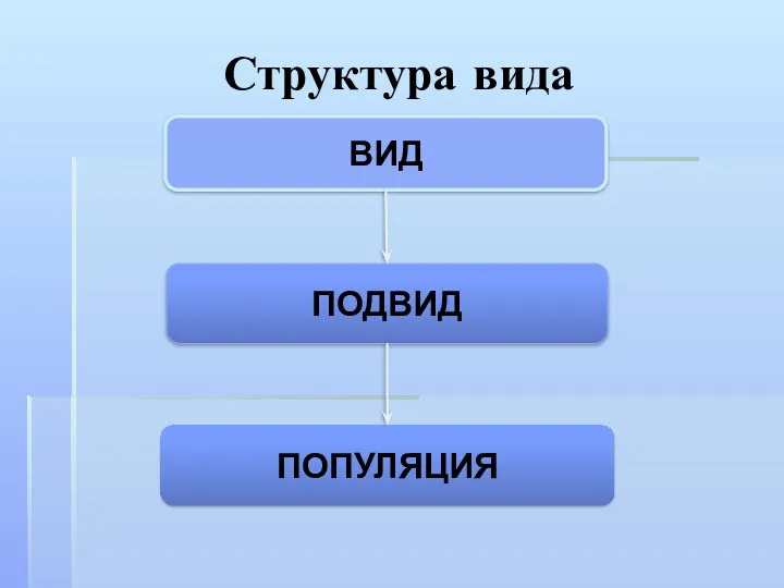 Структура вида ВИД ПОДВИД ПОПУЛЯЦИЯ