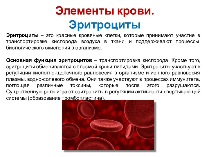 Элементы крови. Эритроциты Эритроциты – это красные кровяные клетки, которые принимают участие в