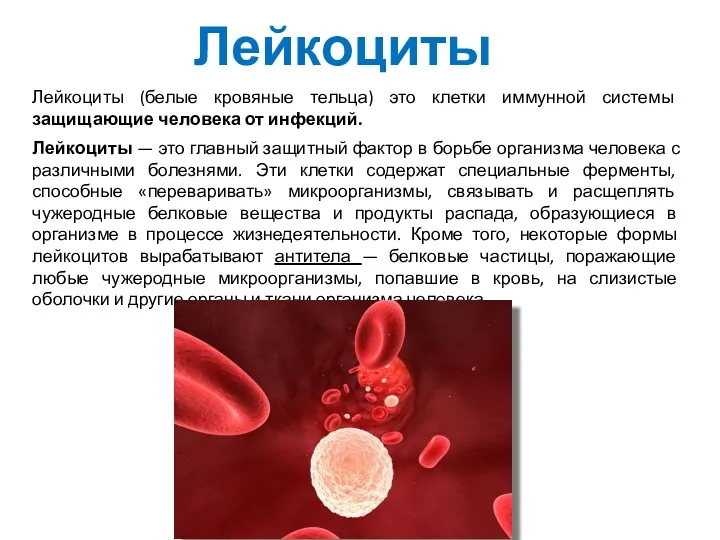 Лейкоциты Лейкоциты (белые кровяные тельца) это клетки иммунной системы защищающие человека от инфекций.