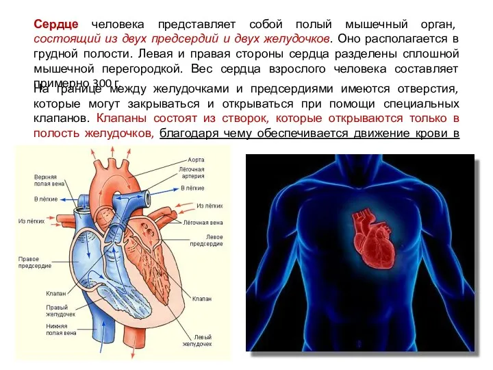 Сердце человека представляет собой полый мышечный орган, состоящий из двух предсердий и двух