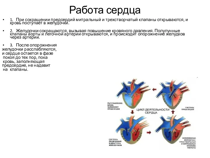 Работа сердца 1. При сокращении предсердий митральный и трехстворчатый клапаны открываются, и кровь