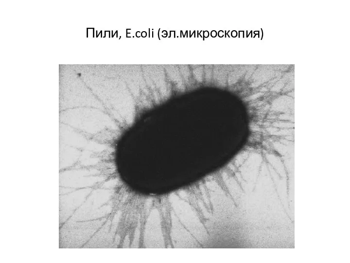 Пили, E.coli (эл.микроскопия)