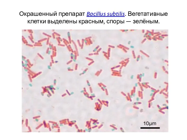 Окрашенный препарат Bacillus subtilis. Вегетативные клетки выделены красным, споры — зелёным.