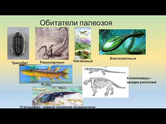 Обитатели палеозоя Трилобит Ракоскорпион Бесчелюстные Рыбы Стегоцефал –первое наземное позвоночное Котилозавры – предки рептилий Насекомые