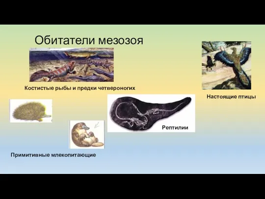 Обитатели мезозоя Костистые рыбы и предки четвероногих Рептилии Настоящие птицы Примитивные млекопитающие