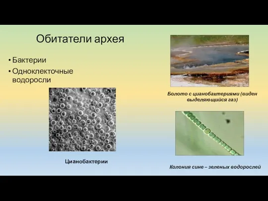 Обитатели архея Бактерии Одноклекточные водоросли Болото с цианобактериями (виден выделяющийся