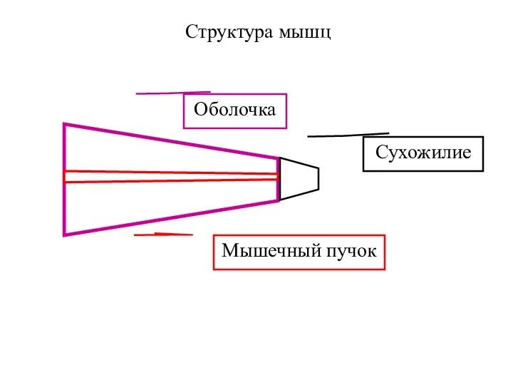 Оболочка Мышечный пучок Сухожилие Структура мышц