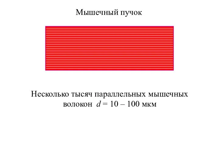 Мышечный пучок Несколько тысяч параллельных мышечных волокон d = 10 – 100 мкм