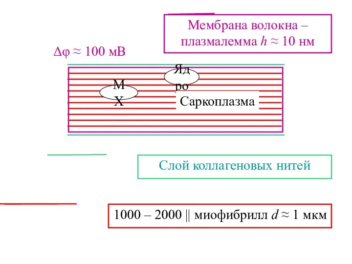 Мембрана волокна – плазмалемма h ≈ 10 нм Слой коллагеновых