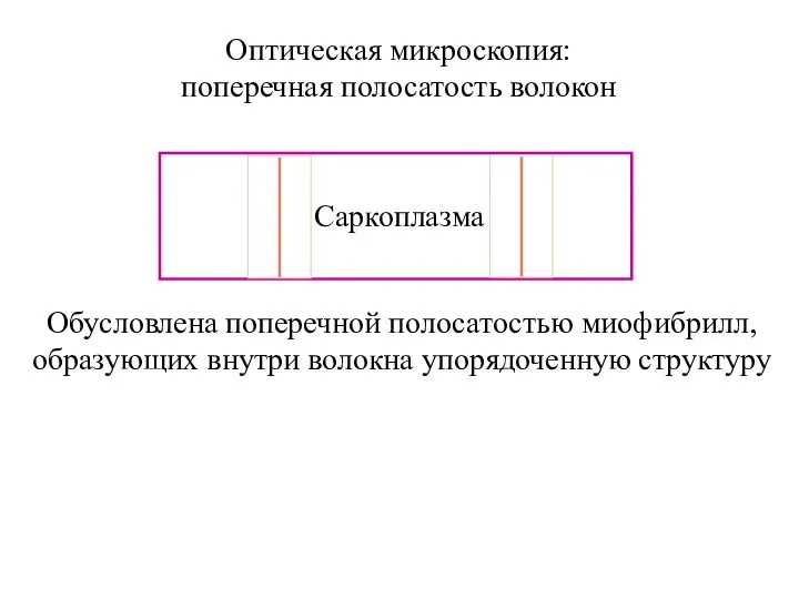 Оптическая микроскопия: поперечная полосатость волокон Обусловлена поперечной полосатостью миофибрилл, образующих внутри волокна упорядоченную структуру Саркоплазма