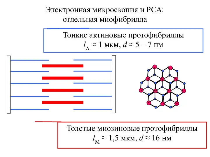 Электронная микроскопия и РСА: отдельная миофибрилла Толстые миозиновые протофибриллы lM