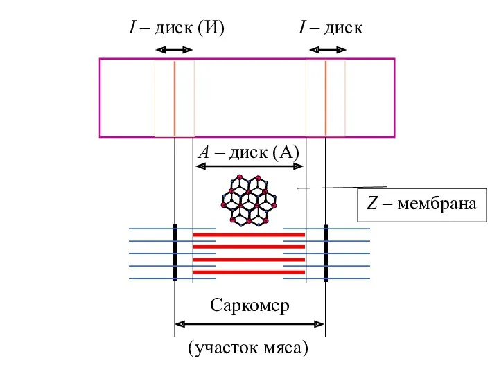 I – диск (И) I – диск А – диск