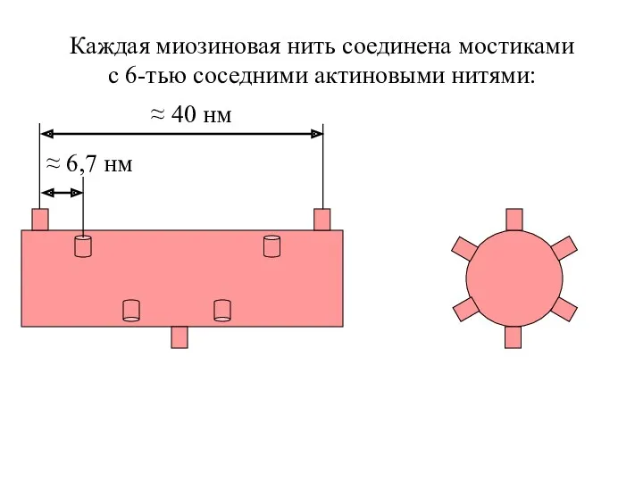 Каждая миозиновая нить соединена мостиками с 6-тью соседними актиновыми нитями: ≈ 40 нм ≈ 6,7 нм