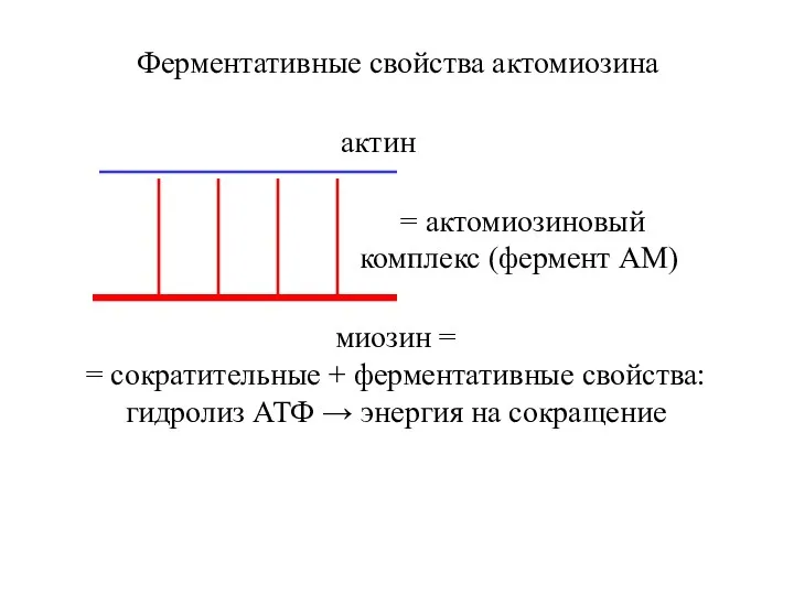 Ферментативные свойства актомиозина миозин = = сократительные + ферментативные свойства: