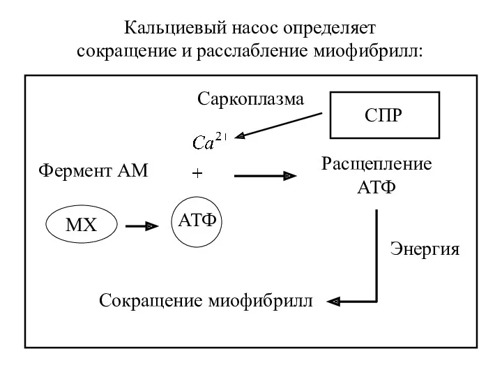 Кальциевый насос определяет сокращение и расслабление миофибрилл: Саркоплазма Фермент АМ Расщепление АТФ Сокращение миофибрилл Энергия МХ