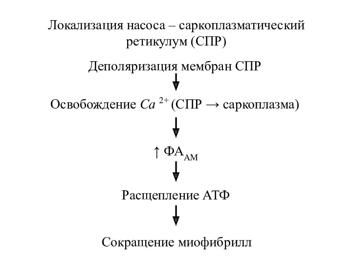 Локализация насоса – саркоплазматический ретикулум (СПР) Деполяризация мембран СПР Освобождение